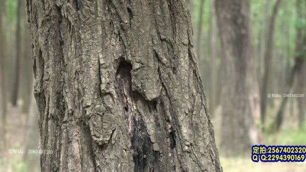 mj怀旧影苑论坛新作品之行场之上！本影视可在线看！